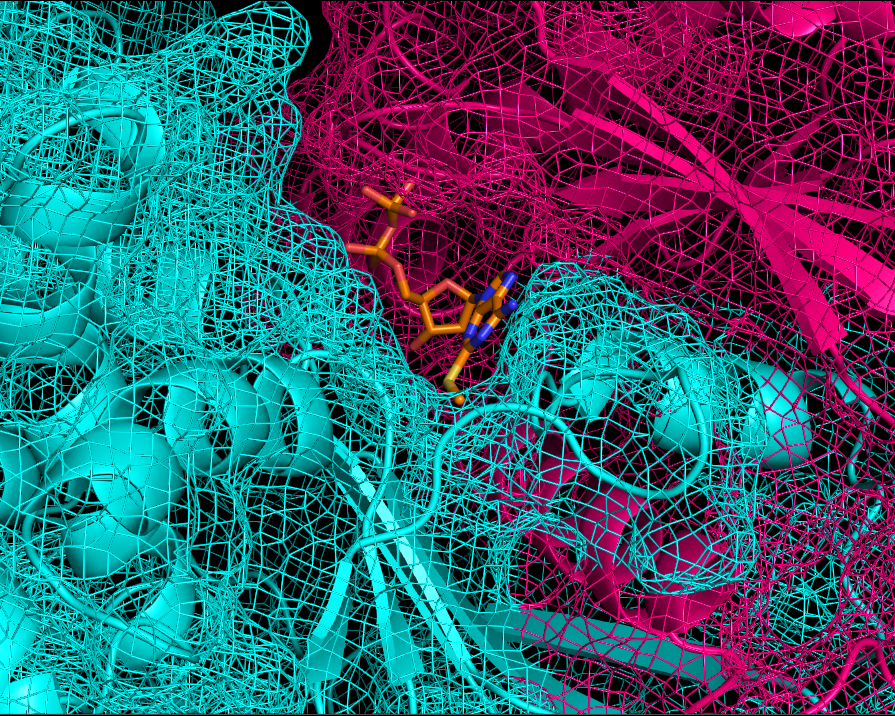 Protein-ligand complex: structure-based binding site visualization